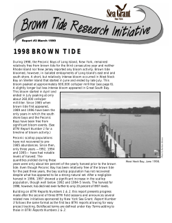 1998 brown tide - New York Sea Grant