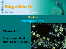 Chapter 3: Phytoplankton