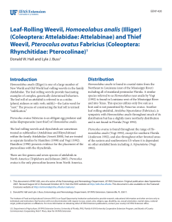 Leaf-Rolling Weevil, Homoeolabus analis - EDIS