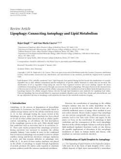 Review Article Lipophagy: Connecting Autophagy and Lipid