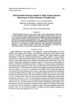Mitochondrial Structure Studied by High Voltage
