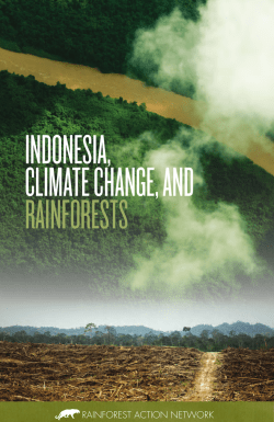 indonesia, climate change, and rainforests