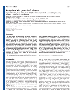 Analysis of xbx genes in C. elegans - Development