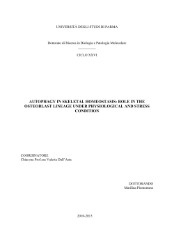 autophagy in skeletal homeostasis: role in the osteoblast lineage
