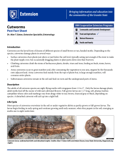 Cutworms - UNH Cooperative Extension