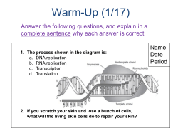 Meiosis - stephen fleenor