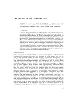 the dermal chromatophore unit