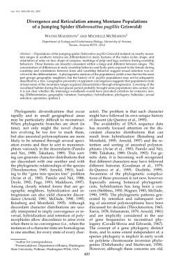 Habronattus pugillis Griswold