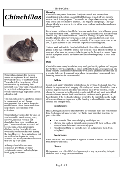 Chinchillas - The Pet Cabin
