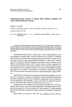 Tetraethylammonium contains an impurity which alkalizes cytoplasm