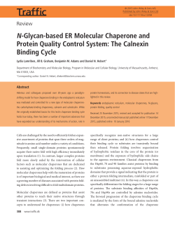 N-Glycan-based ER Molecular Chaperone and Protein Quality