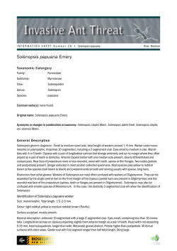 Solenopsis papuana - Landcare Research