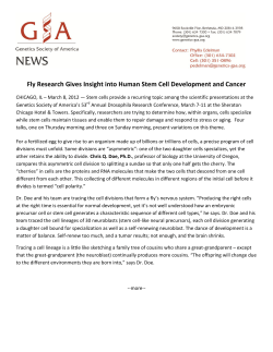 Fly Research Gives Insight into Human Stem Cell Development and