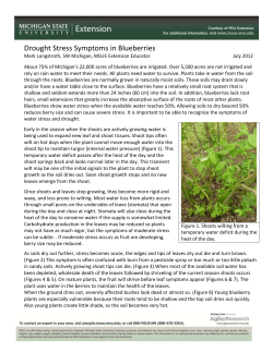 Drought Stress Symptoms in Blueberries