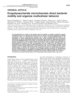 Exopolysaccharide microchannels direct bacterial motility