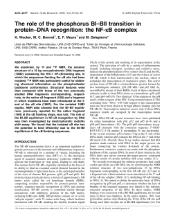The role of the phosphorus BI  BII transition in protein  DNA