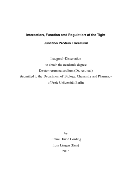 Interaction, Function and Regulation of the Tight Junction Protein