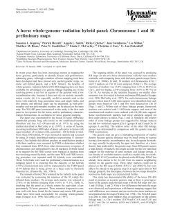 A horse whole-genome&ndash;radiation hybrid panel: Chromosome 1 and