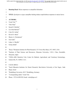 Maize responses to caterpillar infestation TITLE