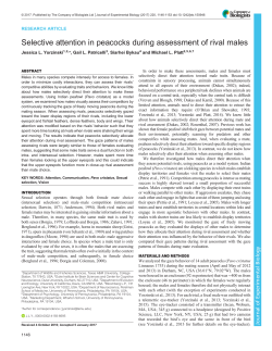 Selective attention in peacocks during assessment of rival males