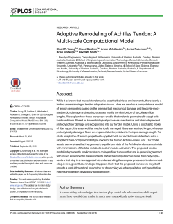Adaptive Remodeling of Achilles Tendon: A Multi