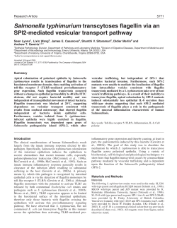 Salmonella typhimurium transcytoses flagellin via an SPI2
