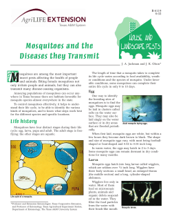 Mosquitos and the Diseases they transmit