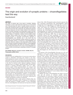 The origin and evolution of synaptic proteins