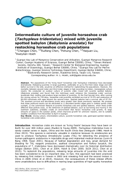 mixed with juvenile spotted babylon (Babylonia areolata