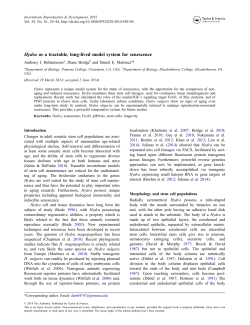 Hydra as a tractable, long-lived model system for senescence