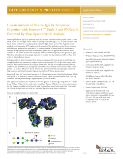 Glycan Analysis of Murine IgG by Enzymatic Digestion