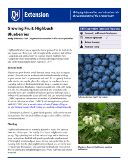 Growing Fruit: Highbush Blueberries