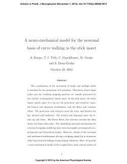 A neuro-mechanical model for the neuronal basis of curve walking