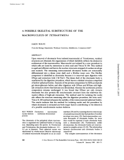 a possible skeletal substructure of the macronucleus of tetrahymena