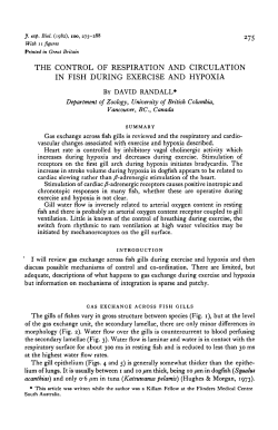 the control of respiration and circulation in fish during exercise and