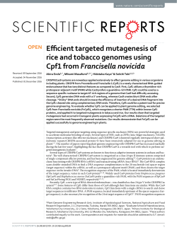 Efficient targeted mutagenesis of rice and