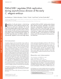 PAR-4/LKB1 regulates DNA replication during asynchronous