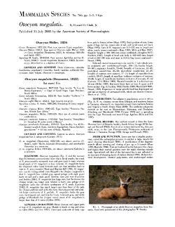 Otocyon megalotis. By Howard O. Clark, Jr.
