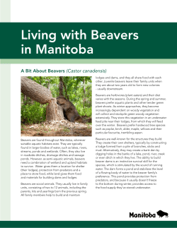 Living with Beavers in Manitoba