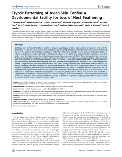 Cryptic Patterning of Avian Skin Confers a