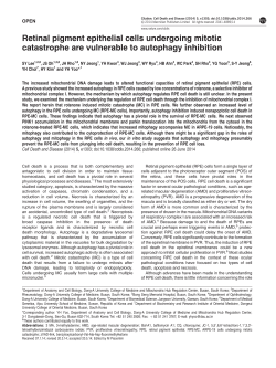 Retinal pigment epithelial cells undergoing mitotic catastrophe are