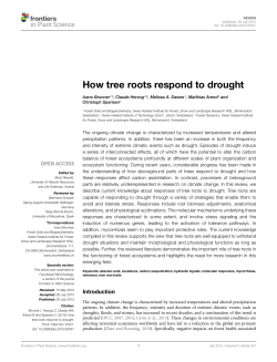 How tree roots respond to drought