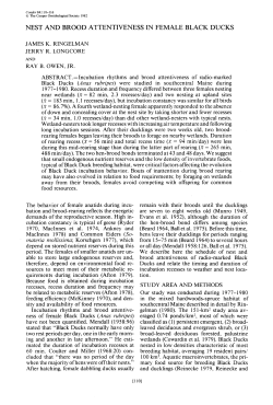 Nest and Brood Attentiveness in Female Black Ducks