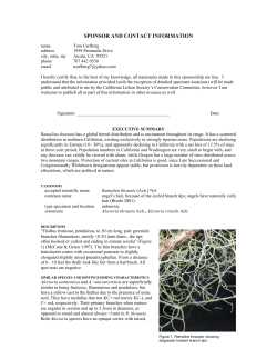 Ramalina thrausta - The California Lichen Society