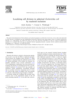 Localizing cell division in spherical Escherichia coli by nucleoid