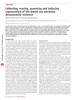 Nematostella laboratory culture - Whitney Laboratory for Marine