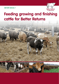 Feeding growing and finishing cattle for Better Returns