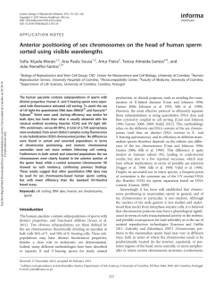 Anterior positioning of sex chromosomes on the head of human