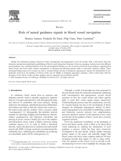 Role of neural guidance signals in blood vessel navigation
