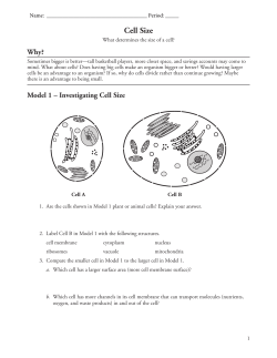 Model 1 &ndash; Investigating Cell Size